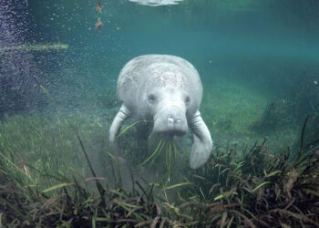 A manatee munches on seagrass in Crystal River. (Photo by David Schrichte/Ocean Image Bank, CC BY-NC)
